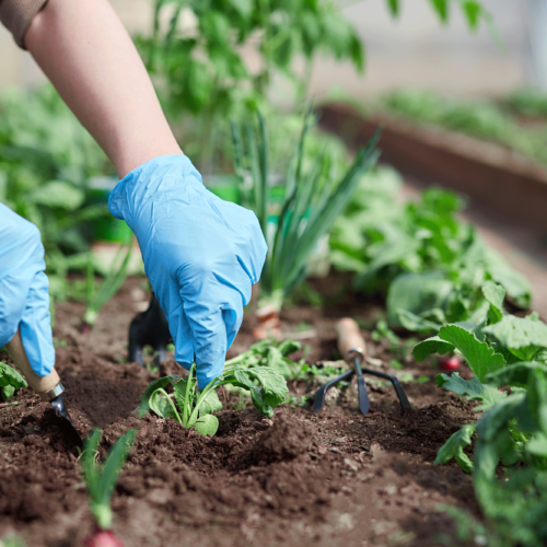 Gardening for Beginners: How and Why You Should Try It