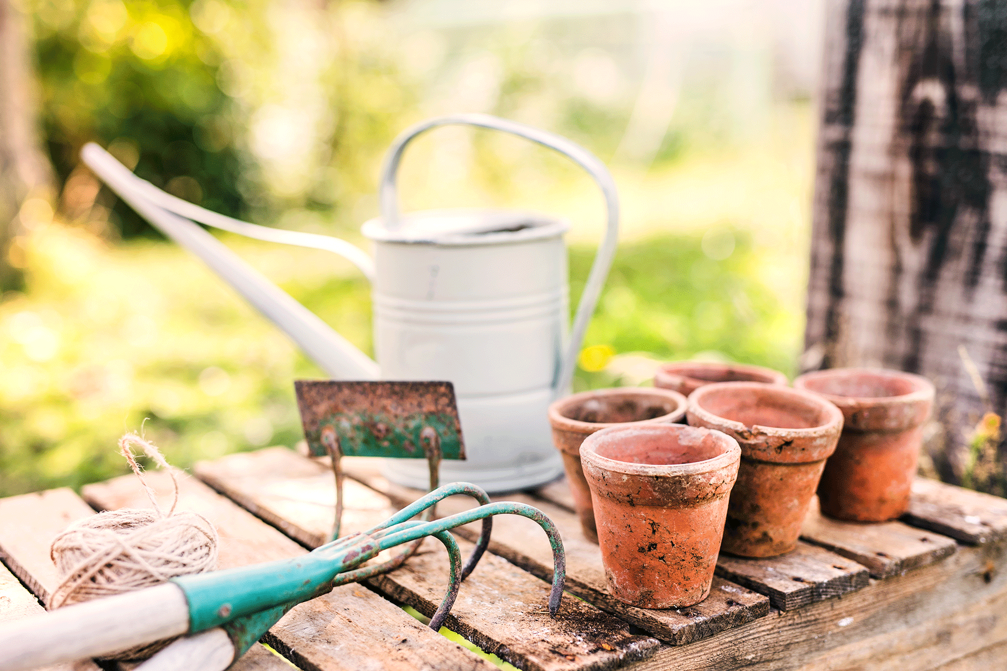 The Easiest Vegetables to Grow for Beginner Gardeners