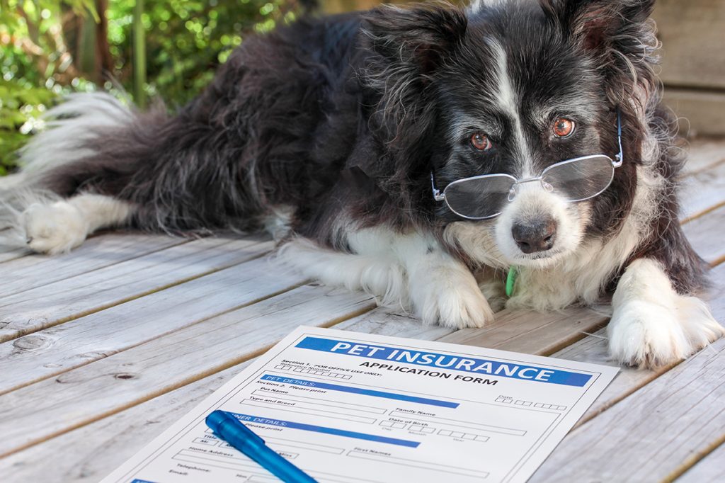 Elderly border collie dog in spectacles considers buying pet insurance. An old canine laying beside some claim documents with a pen.