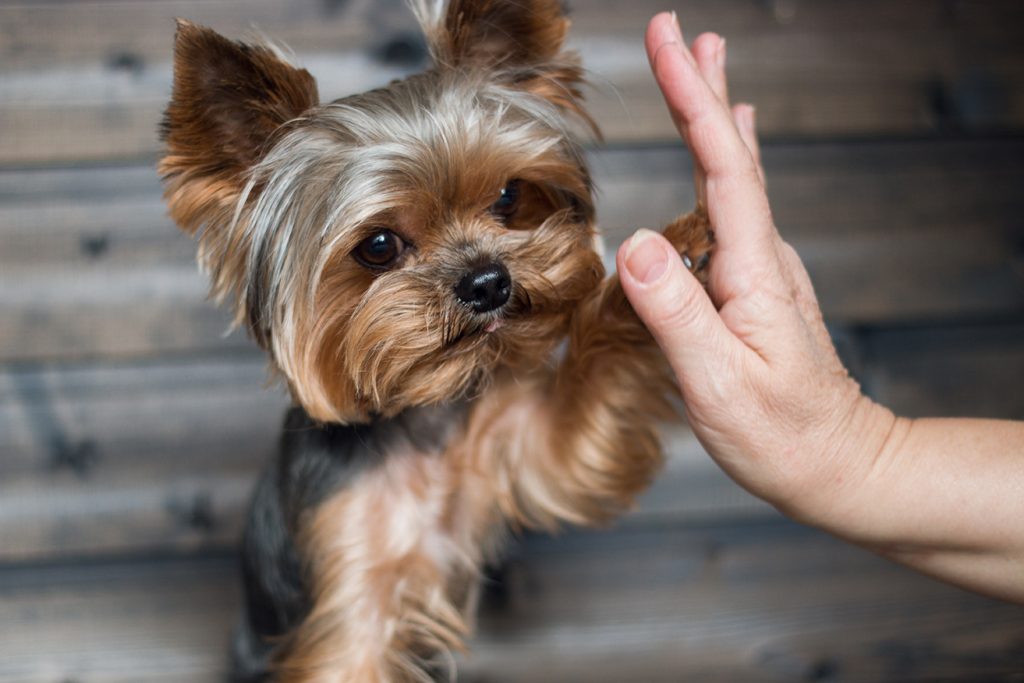 Yorkshire Terrier dog gives five and sits on a wooden background