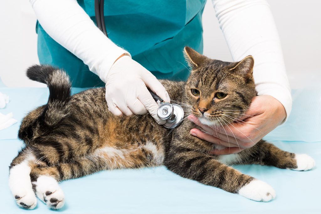 treatment with stethoscope at the veterinary