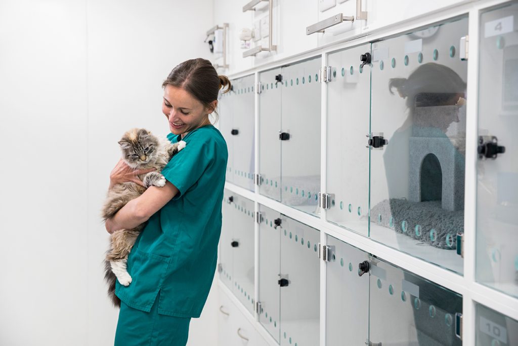 Nurse holding pet cat in recovery room of vet surgery