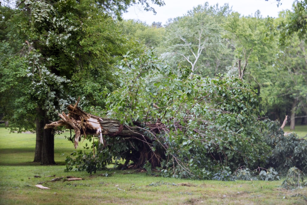 Fallen Trees and Freak Accidents: Who Pays?